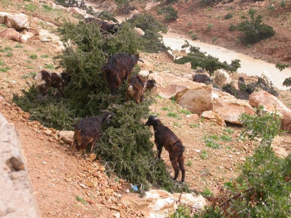 Les cabres s'enfilen als arbres de l'argan per "pasturar"