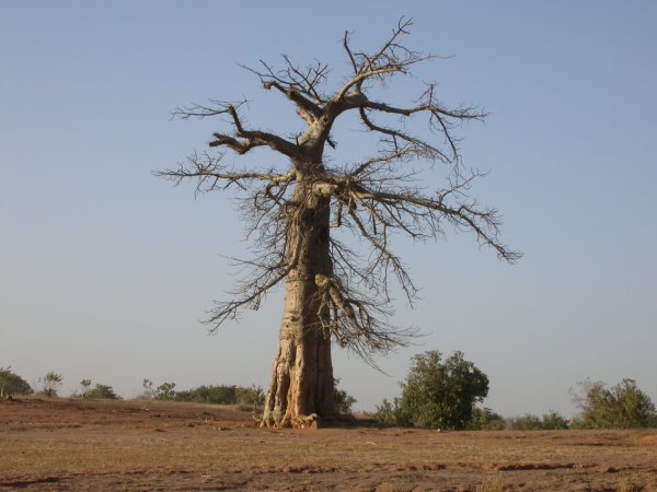 Majestuós exemplar de baobab 